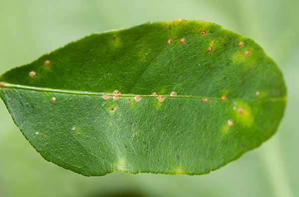 California red scale (Aonidiella aurantii)