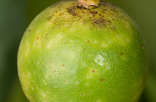 California red scale (Aonidiella aurantii)